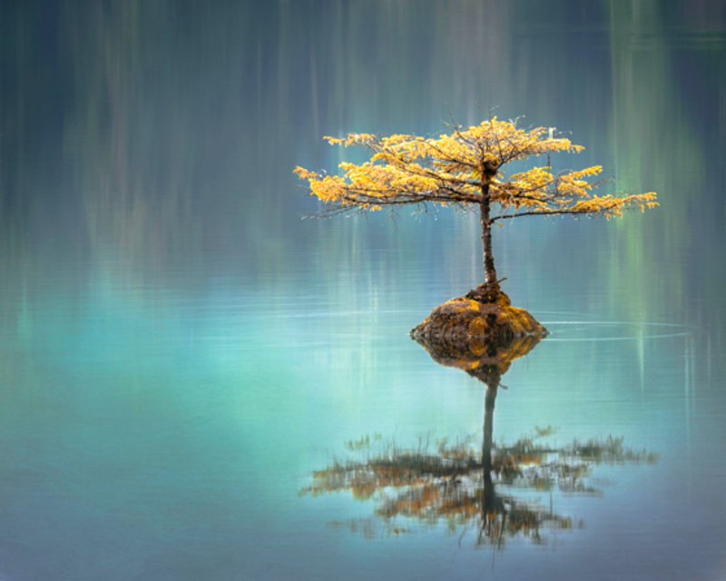 tree island